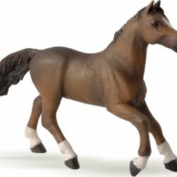 Anglo-arab Mare